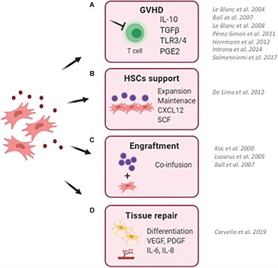 Role of ex vivo Expanded Mesenchymal Stromal Cells in Determining Hematopoietic Stem Cell Transplantation Outcome